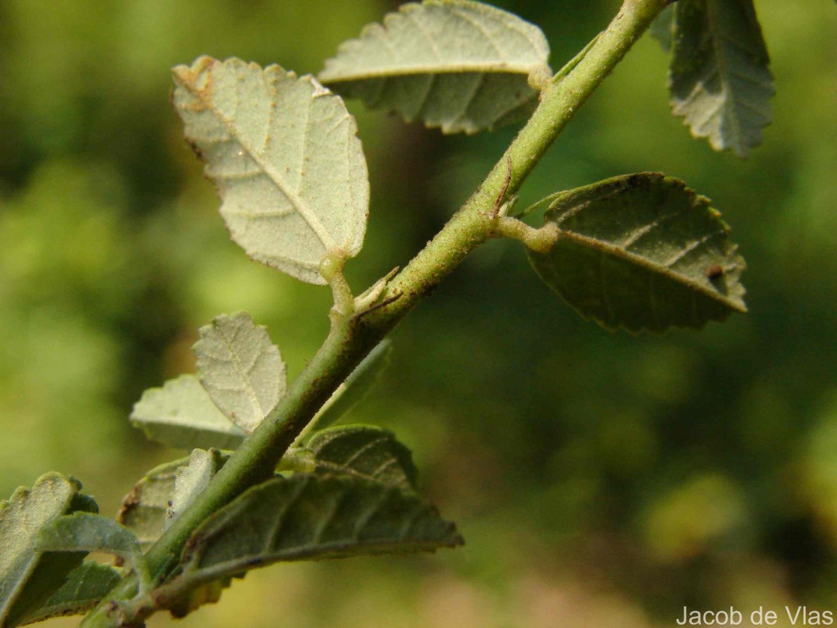 Sida rhombifolia subsp. alnifolia (L.) Ugbor.